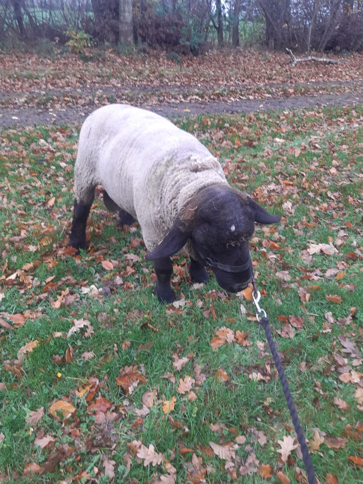 Vædder, 3 år Suffolk, 1 stk.