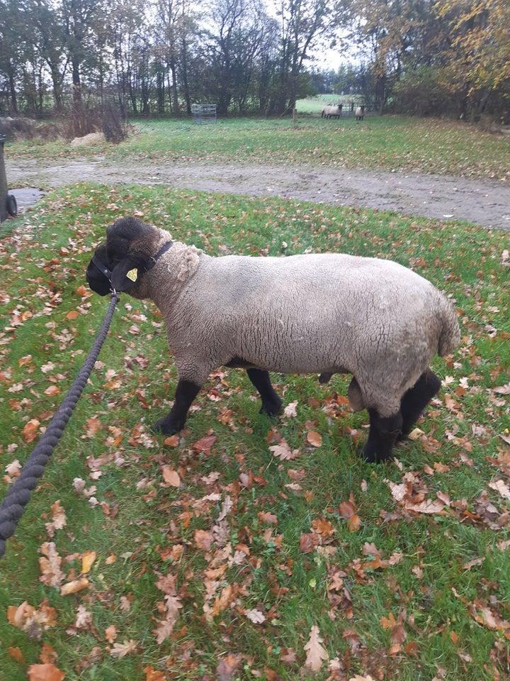 Vædder, 3 år Suffolk, 1 stk.