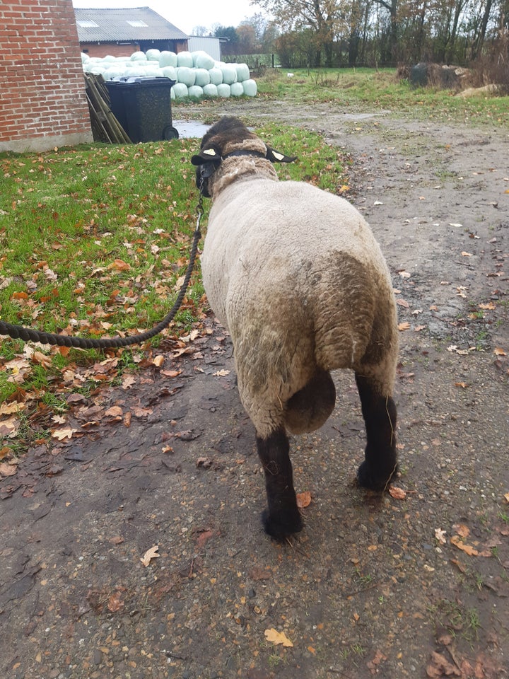 Vædder, 3 år Suffolk, 1 stk.