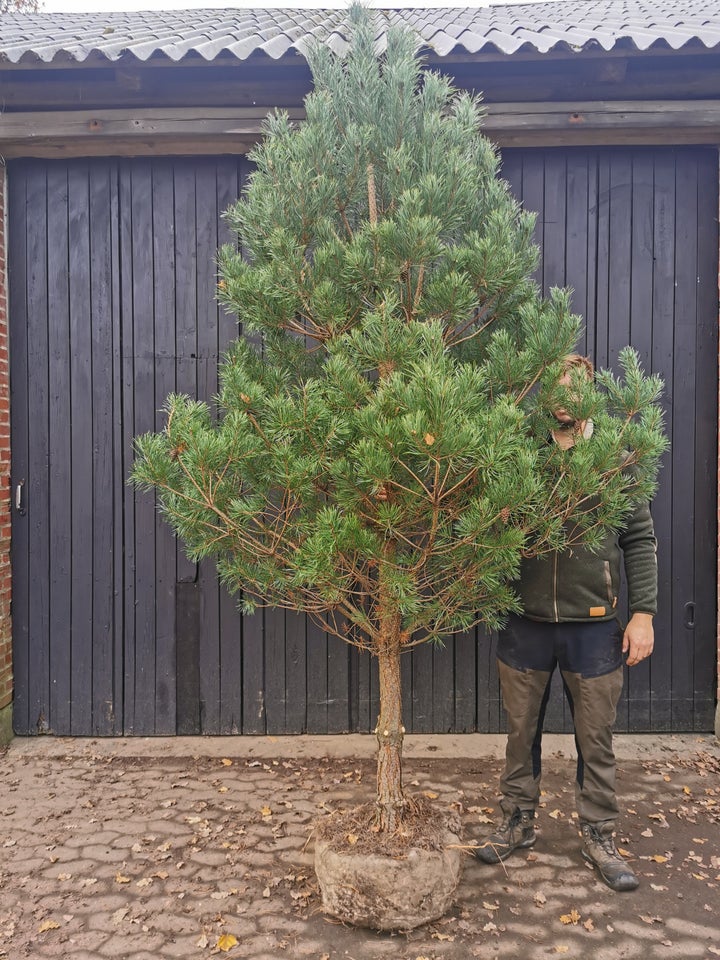 Skovfyr, Pinus sylvestris