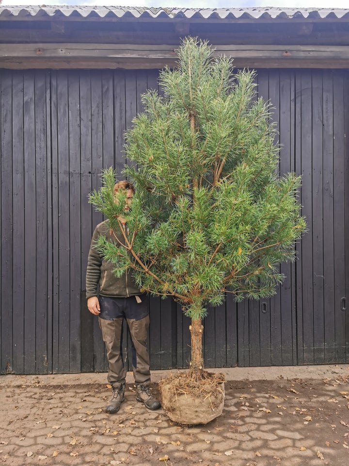 Skovfyr, Pinus sylvestris