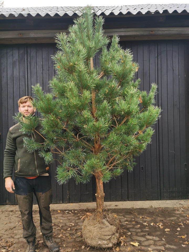 Skovfyr, Pinus sylvestris