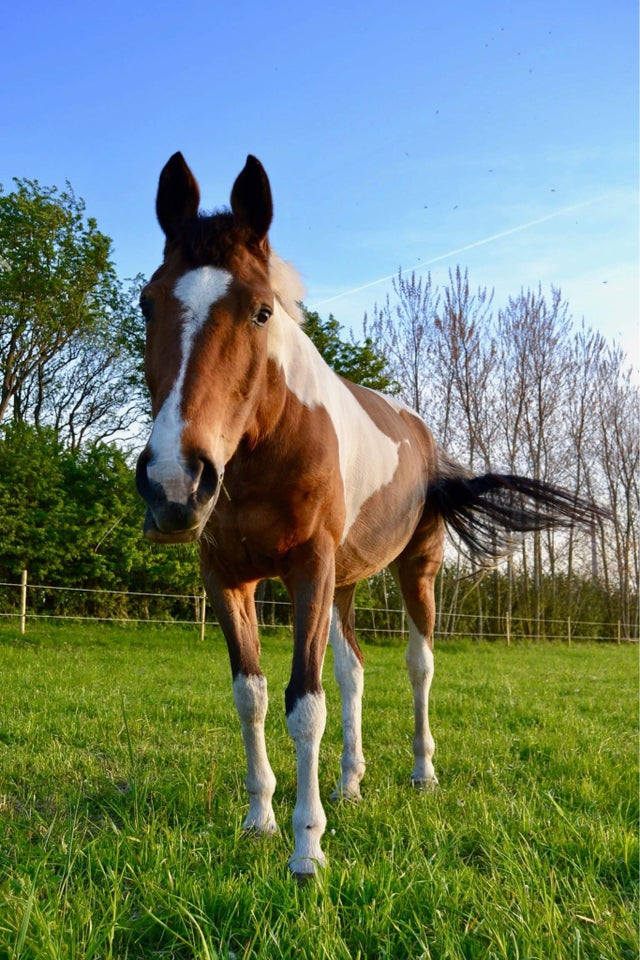 Pinto, hoppe, 15 år