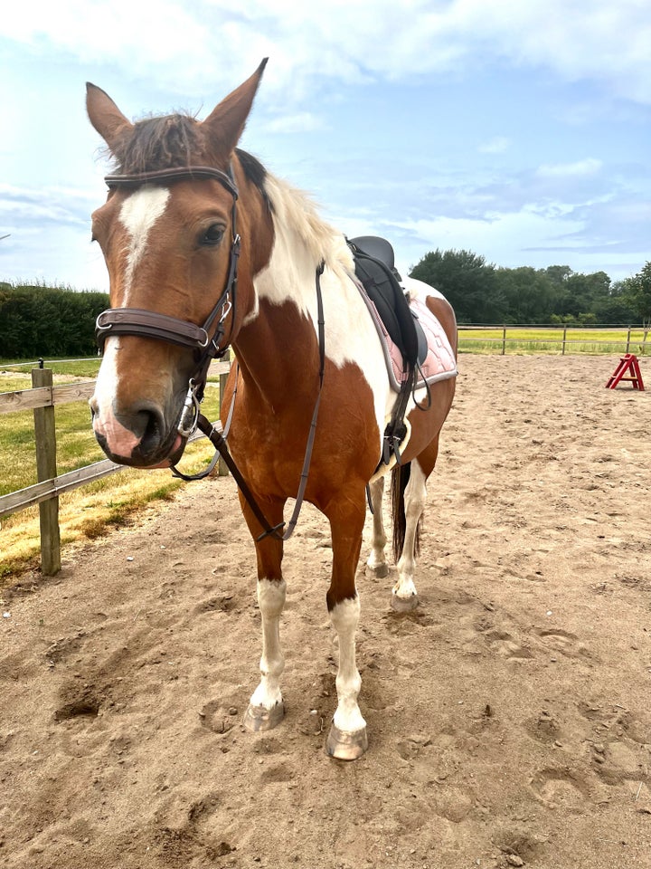 Pinto, hoppe, 15 år