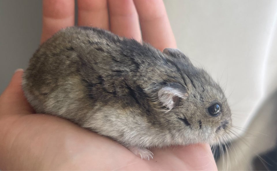 Hamster Dværghamster  0 år