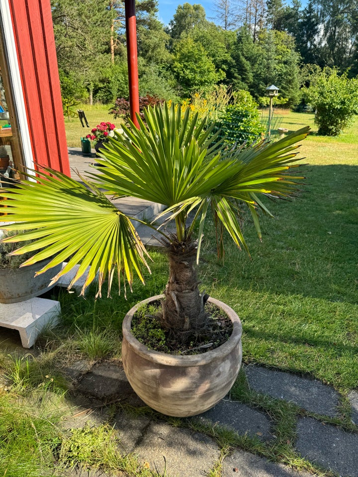 Palme Hør palme