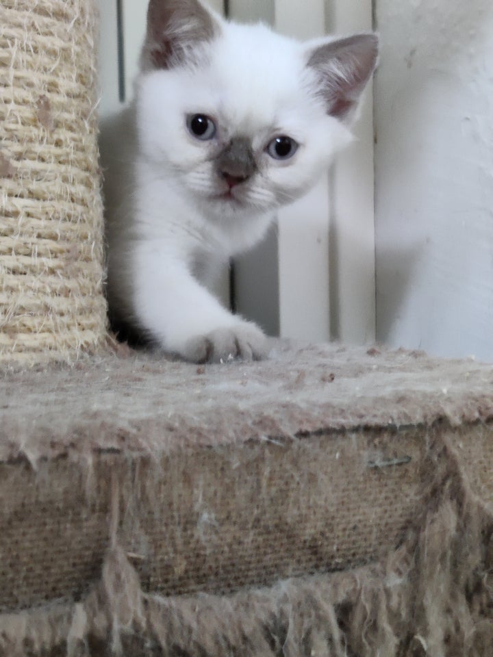 British Shorthair flere