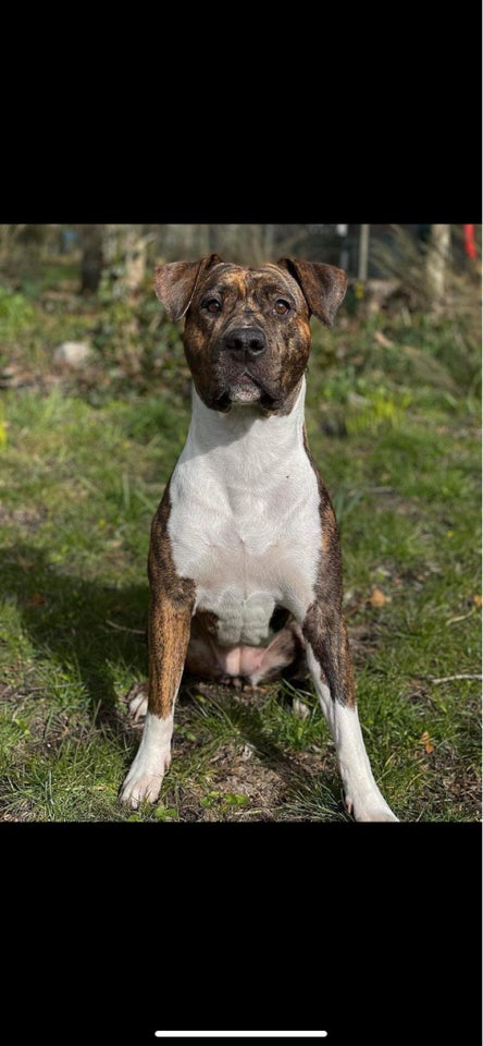 Boxer blanding , hund, 4 år