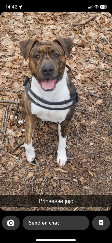 Boxer blanding , hund, 4 år