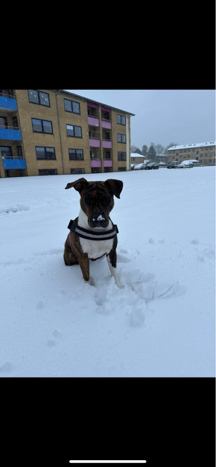 Boxer blanding , hund, 4 år