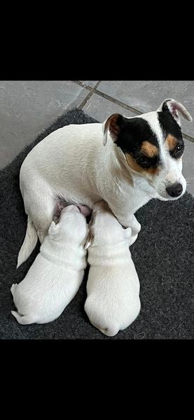 Jack Russel Terrier  hvalpe 8 uger