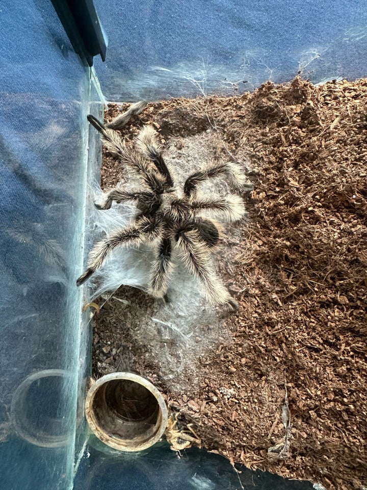 Edderkop, T. Albopilosum