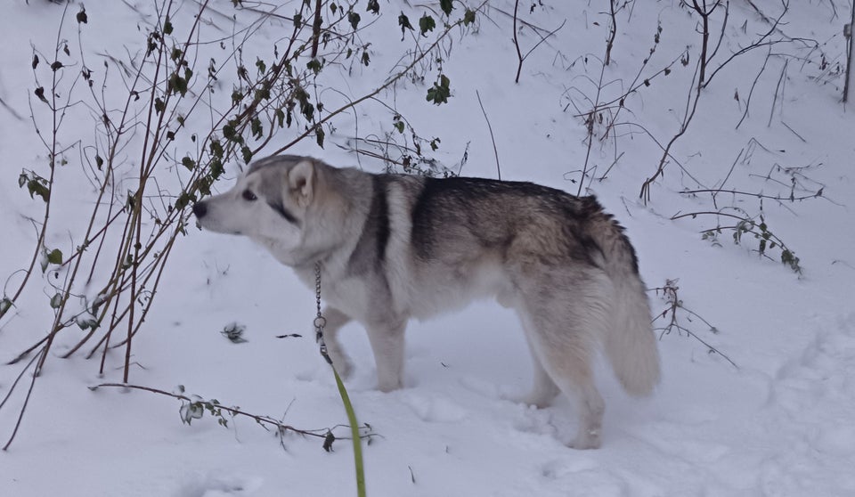 Alaskan malamute x hvid schæfer