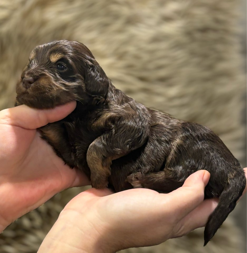 Maltipoo F1b, hvalpe, 3 uger