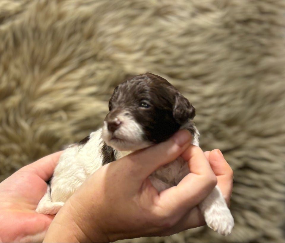 Maltipoo F1b, hvalpe, 3 uger