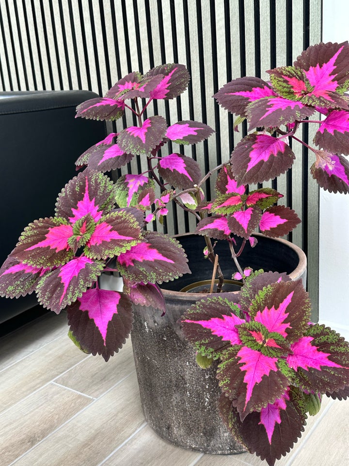 Coleus paletblad