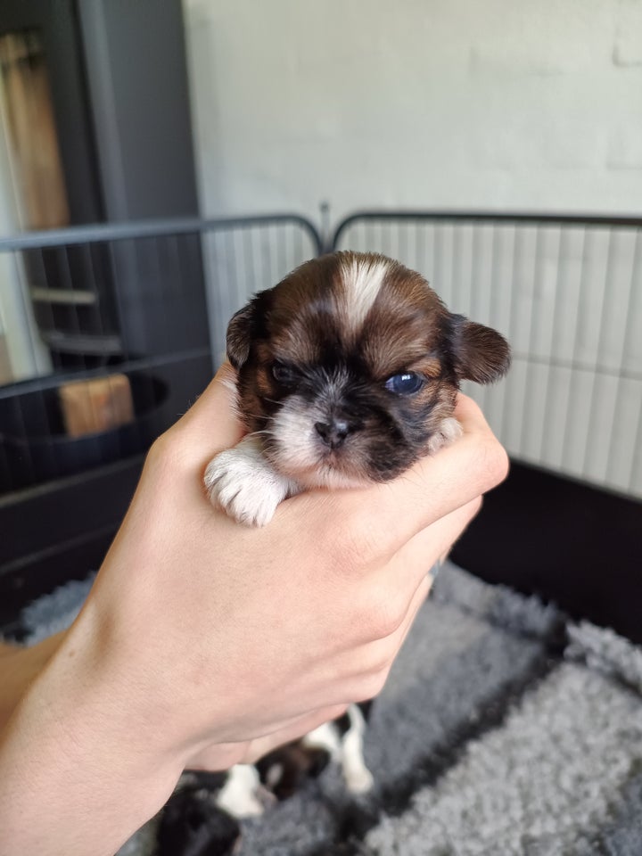 Shih tzu hvalpe 3 uger