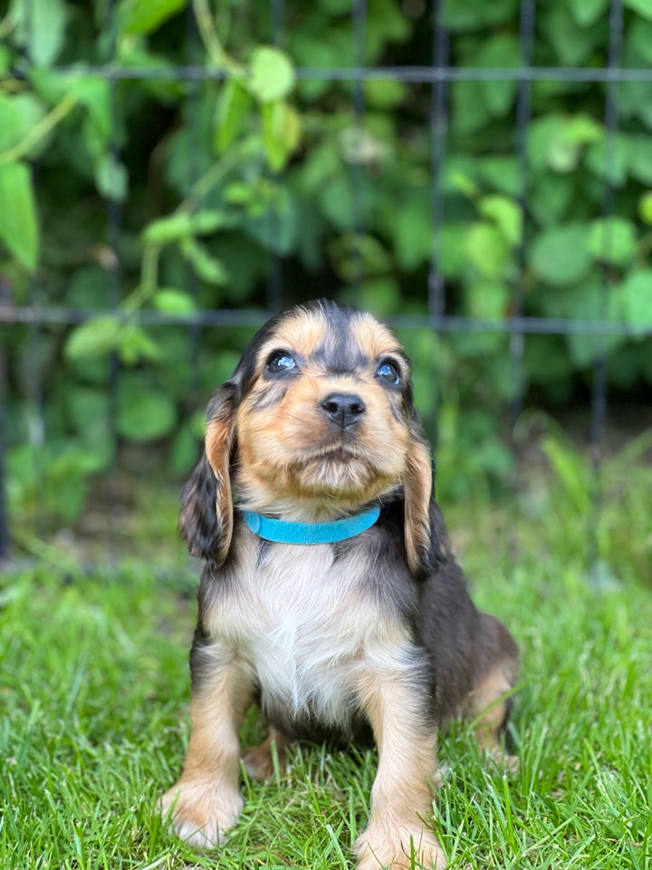 Cocker spaniel  hvalpe 7 uger