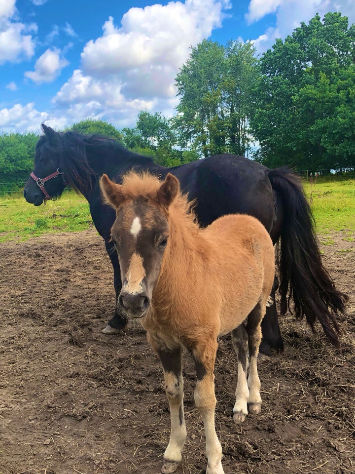 Shetlandspony hingst 0 år