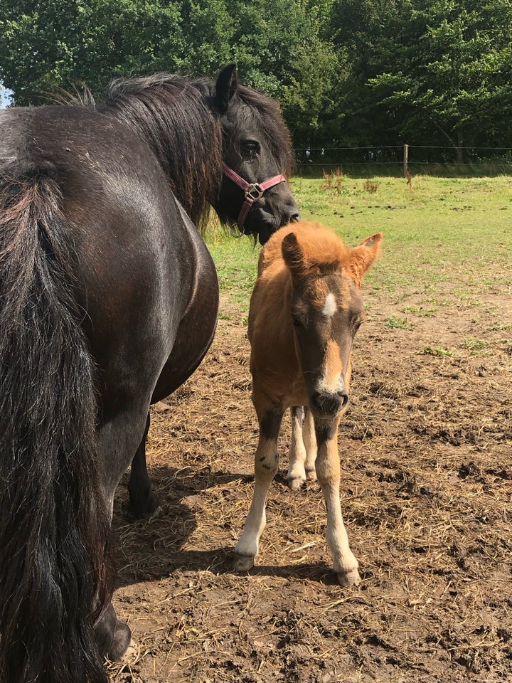 Shetlandspony hingst 0 år