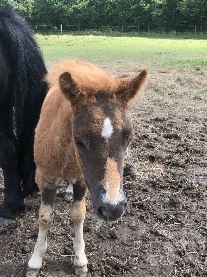 Shetlandspony hingst 0 år