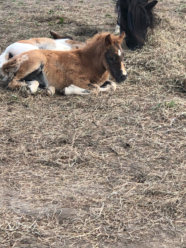 Shetlandspony hingst 0 år