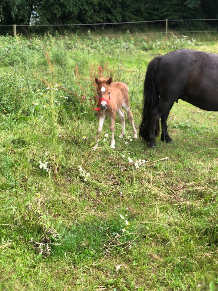 Shetlandspony hingst 0 år