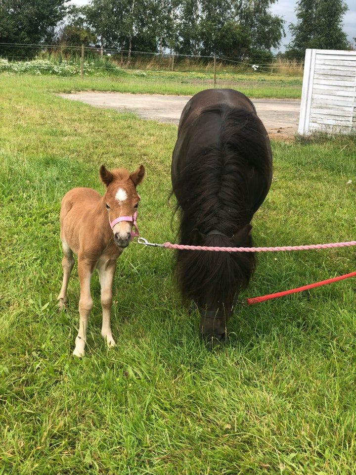 Shetlandspony hingst 0 år