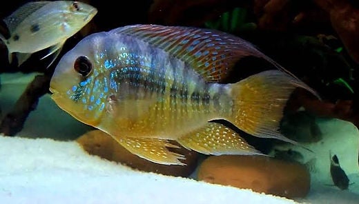 GYMNOGEOPHAGUS BALZANII