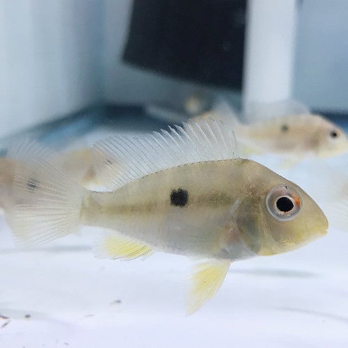 GYMNOGEOPHAGUS BALZANII