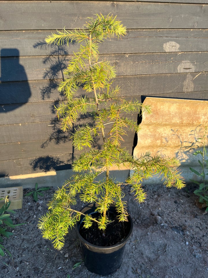 Japansk lærk 50-80cm Larix