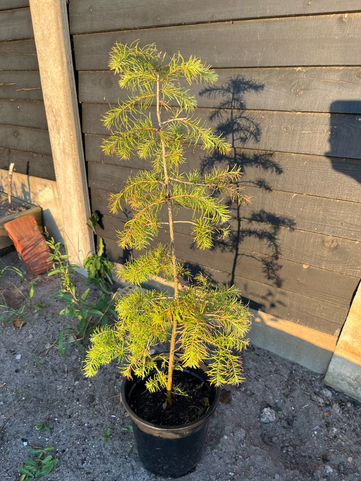 Japansk lærk 50-80cm Larix