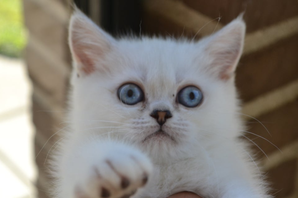 British Shorthair flere