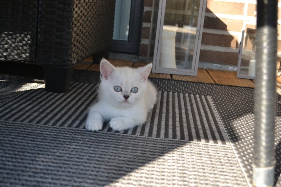 British Shorthair flere