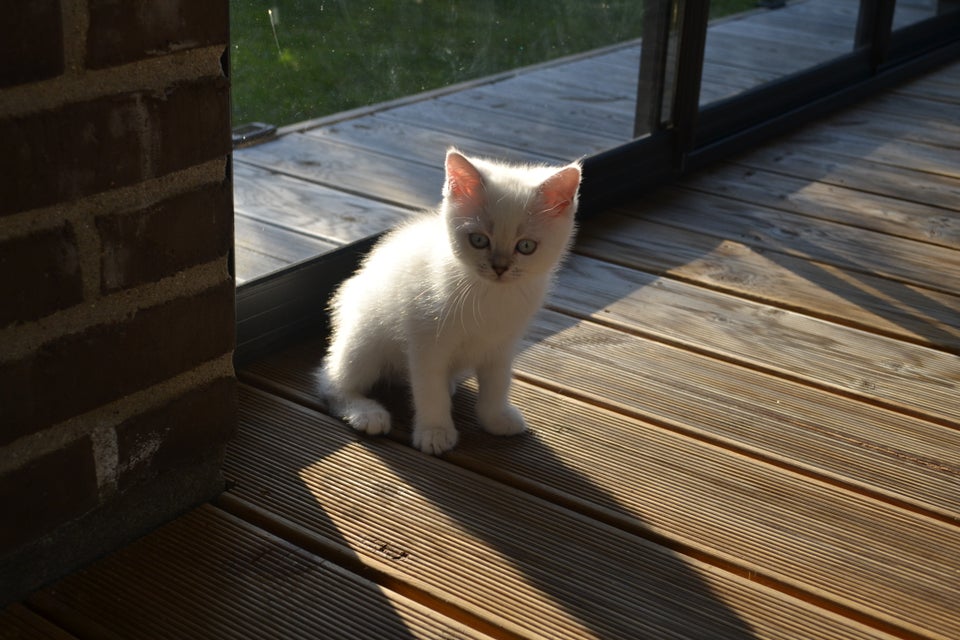 British Shorthair flere