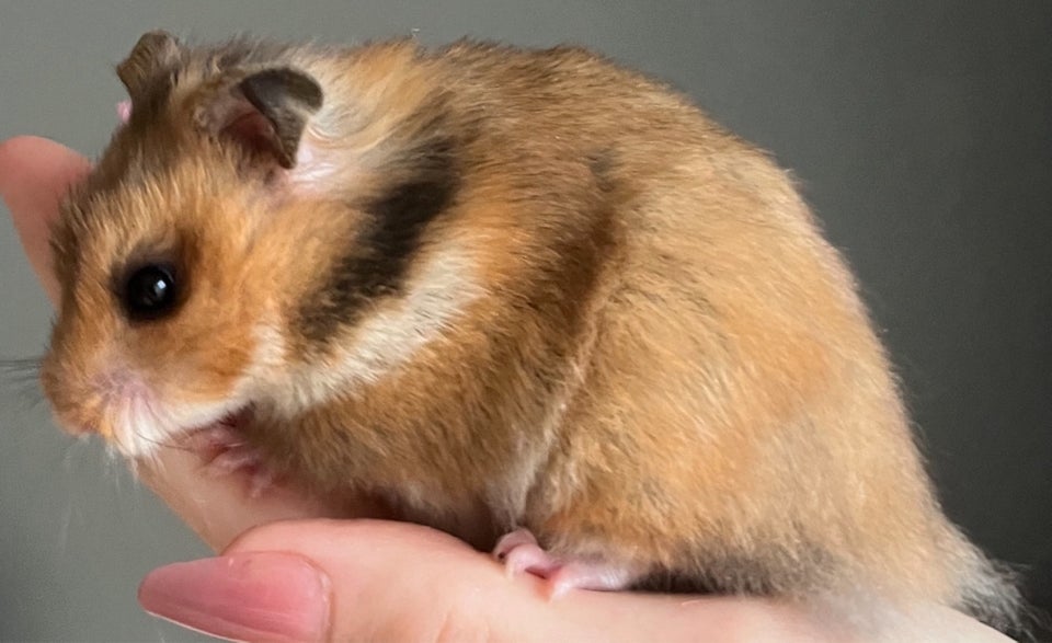 Hamster, Guldhamster , 0 år