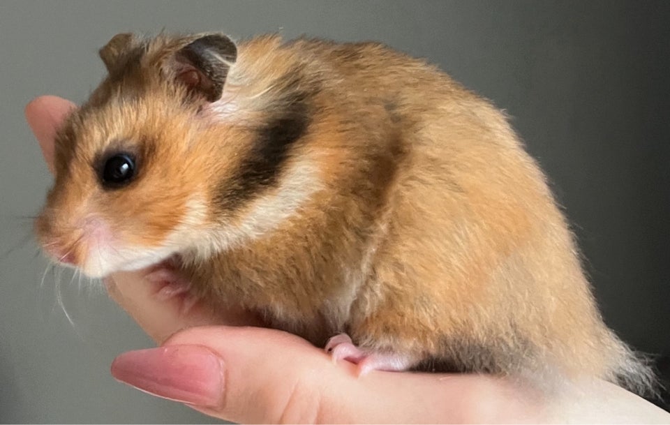 Hamster, Guldhamster , 0 år