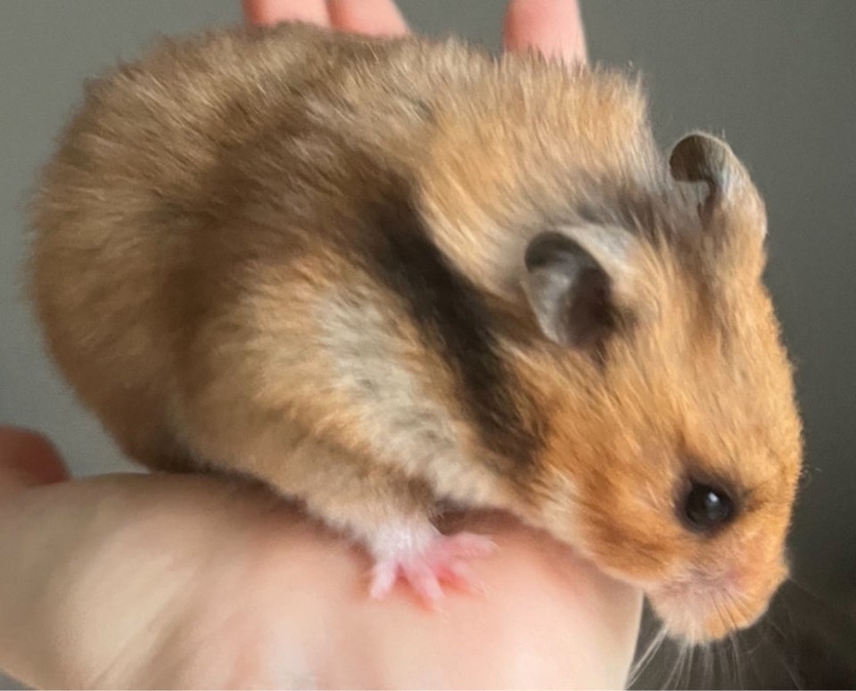 Hamster, Guldhamster , 0 år