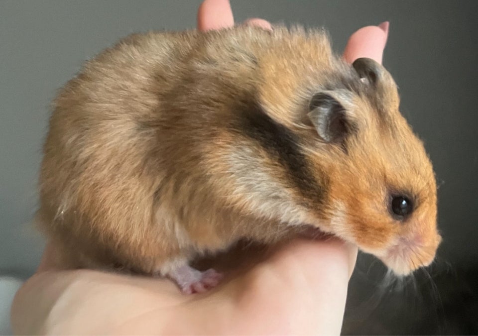 Hamster, Guldhamster , 0 år