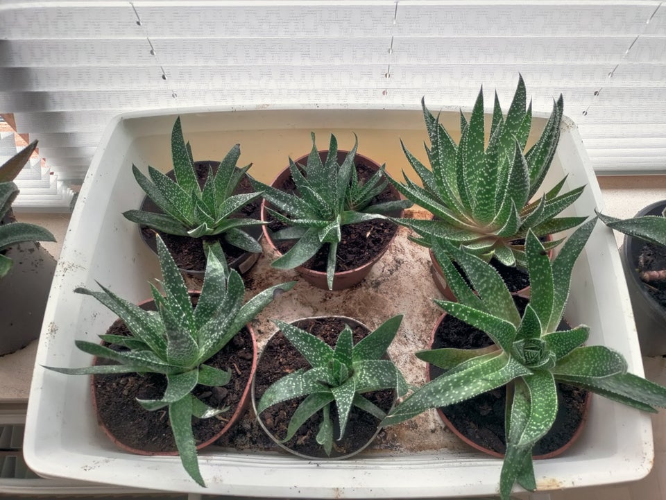 Sukkulenter , Gasteria