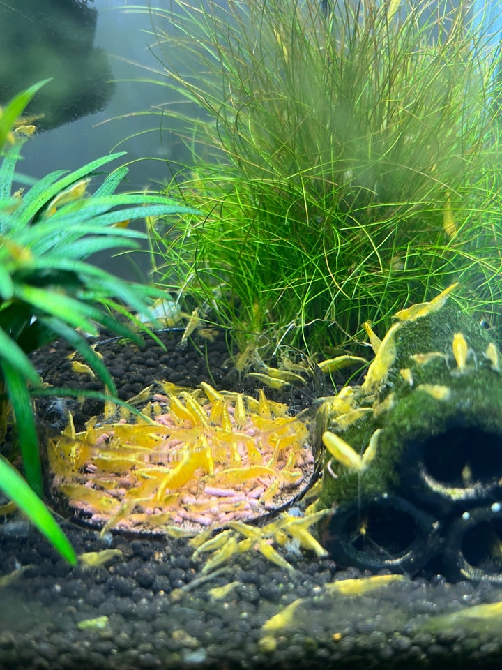 Neocaridina Davidii Yellow, 10