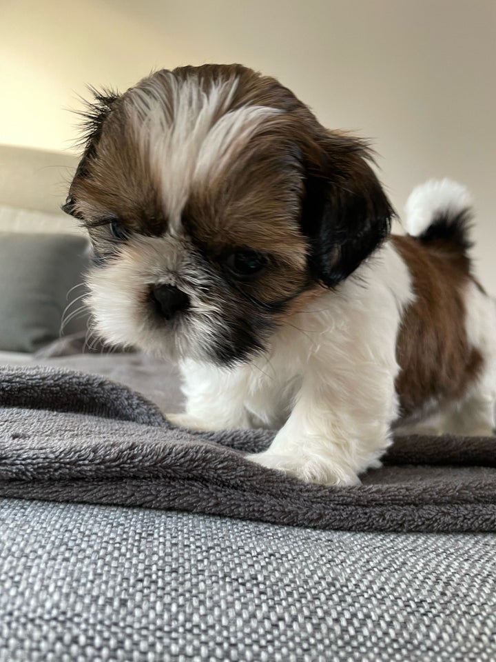 Ægte Shih Tzu hvalpe hvalpe 6 uger