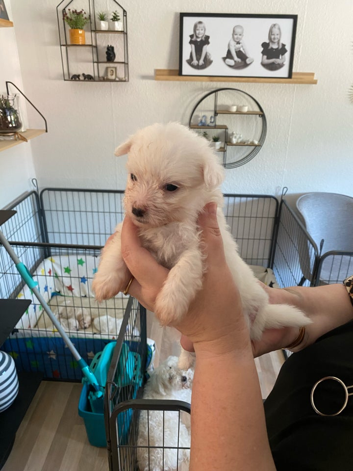 Maltipoo hvalpe 7 mdr