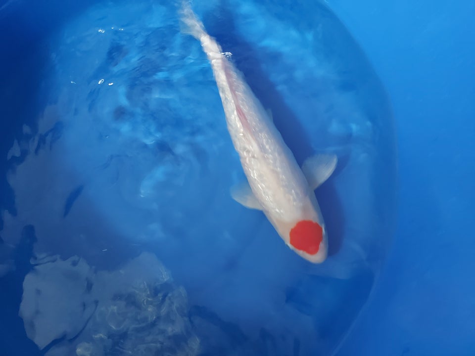 Koi tancno grinrin. 46 cm, 1 stk.