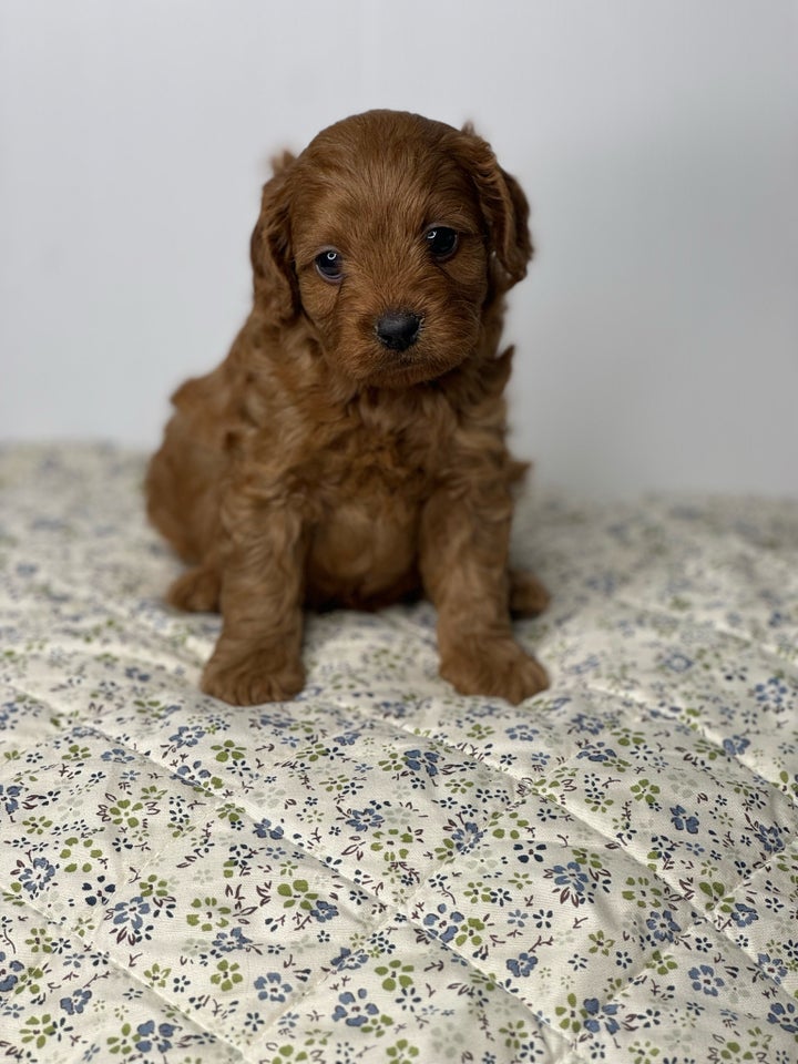 Cavapoo f1, hvalpe, 5 uger