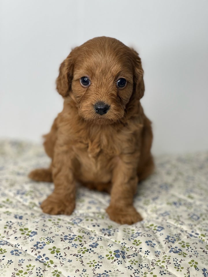 Cavapoo f1, hvalpe, 5 uger