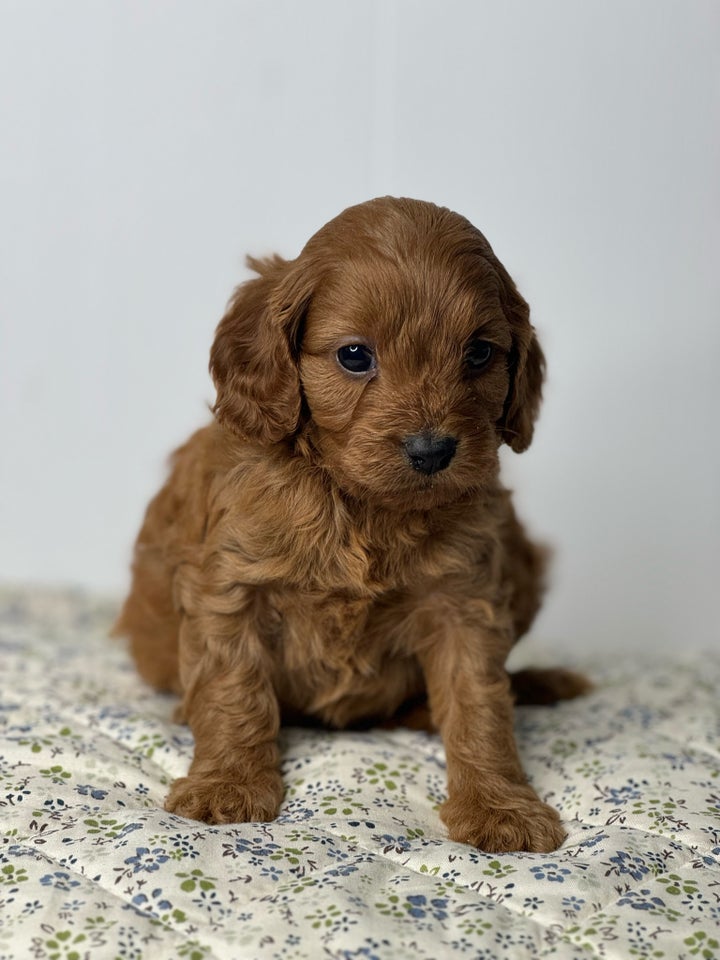 Cavapoo f1, hvalpe, 5 uger