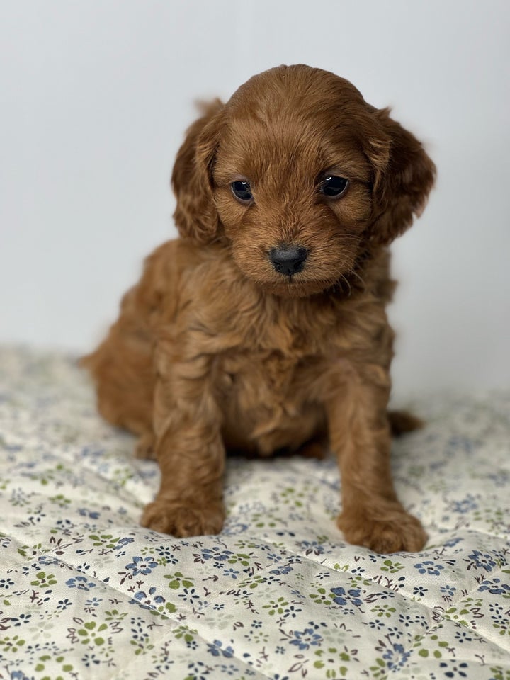 Cavapoo f1, hvalpe, 5 uger