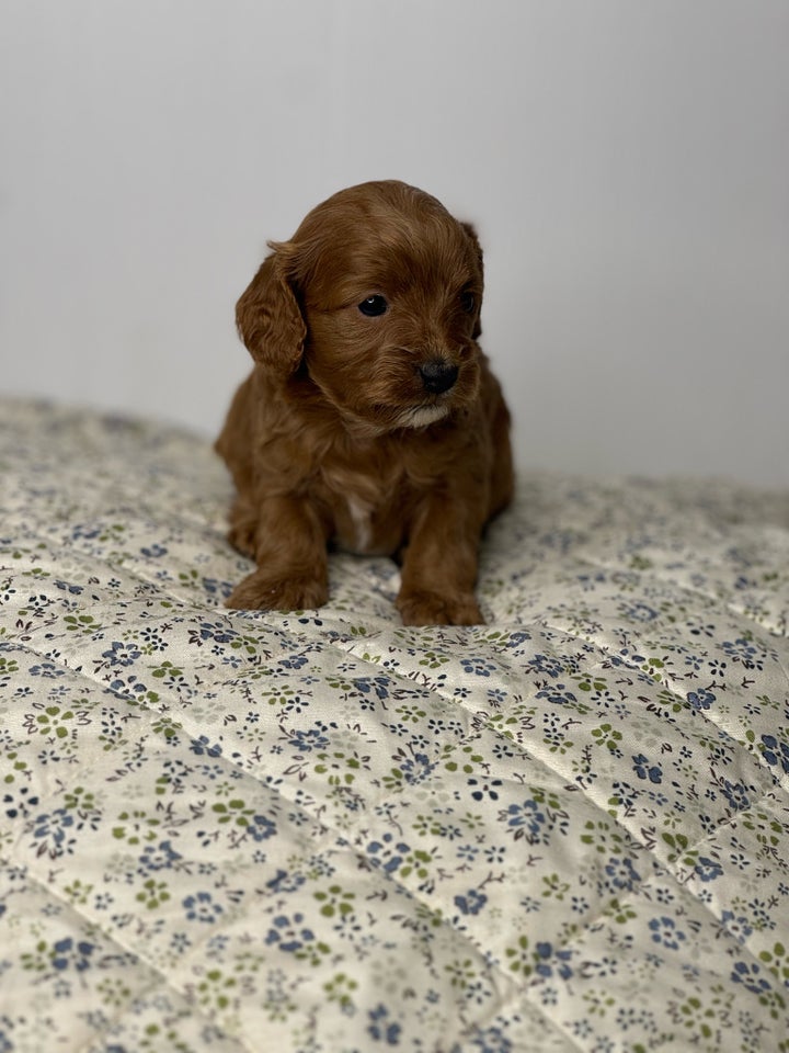 Cavapoo f1, hvalpe, 5 uger