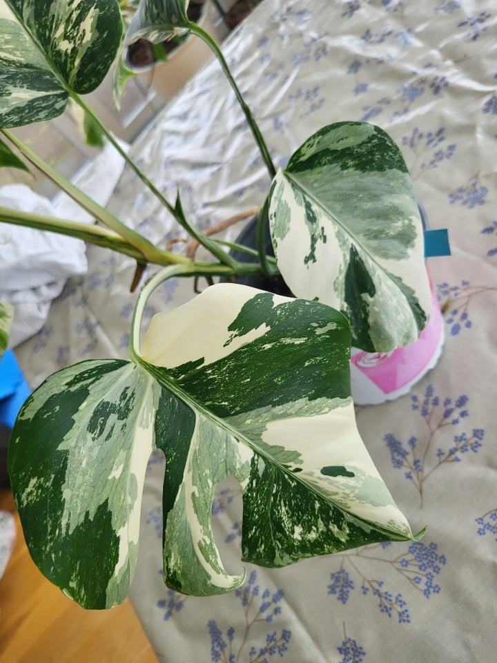 Monstera albo variegata / broget